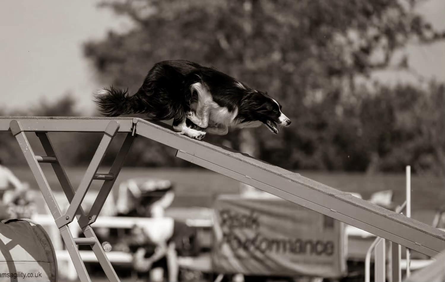Dog on an agility dogwalk