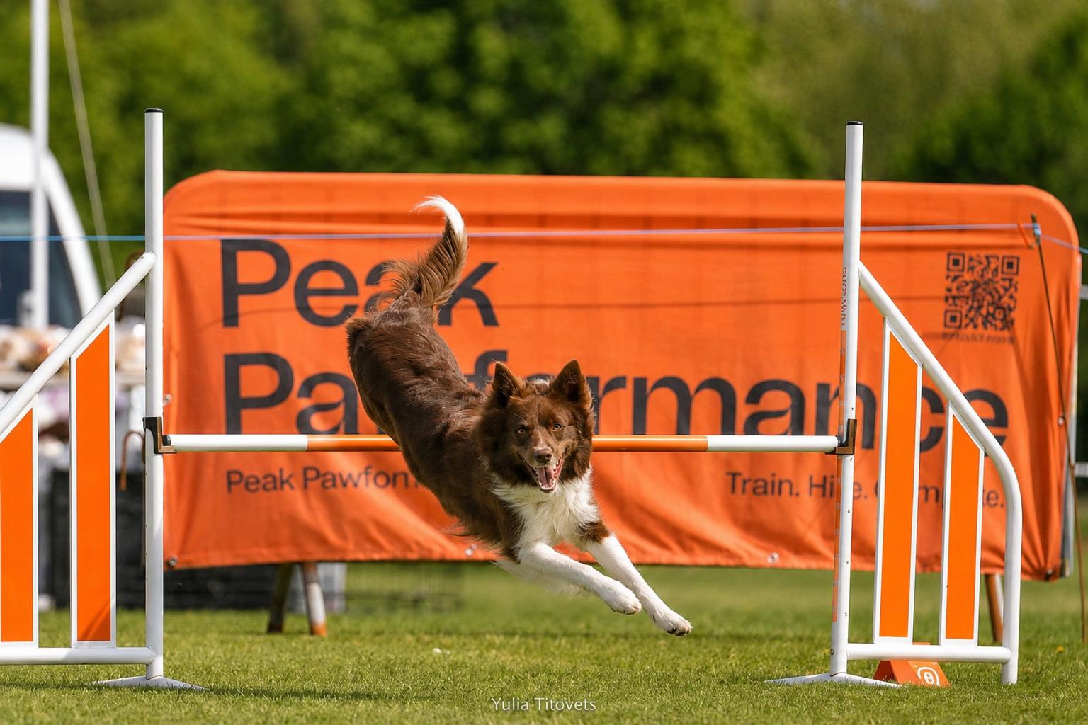 Dog on the grass arena